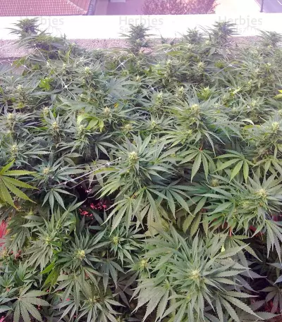 Moby Dick (GHS) Cannabis-Samen