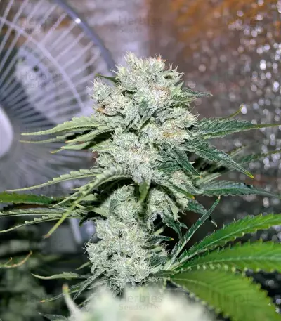Critical Kush feminisierte Samen (Barney's Farm)