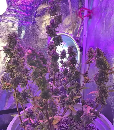 GG#4 Original Glue Auto feminisierte Samen (Fast Buds)