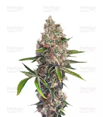 OG Kush (Dinafem Seeds) Cannabis-Samen