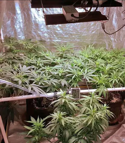 AK-48 Regular (Nirvana Seeds) Cannabis-Samen