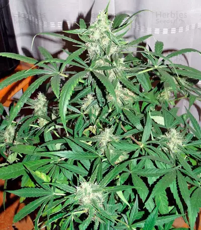Auto Wembley (Pyramid Seeds) Cannabis-Samen