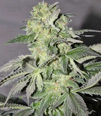 Calamity Jane Auto (Buddha Seeds)