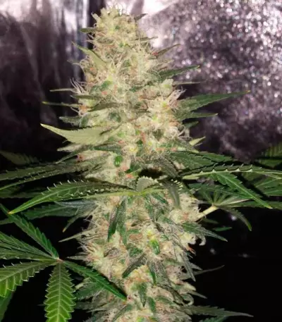 Critical Sensi Star (Delicious Seeds) Cannabis-Samen