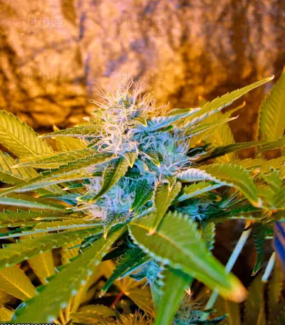 Chronic Haze (World of Seeds) Cannabis-Samen
