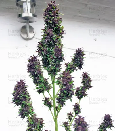 Frisian Duck (Dutch Passion) Cannabis-Samen