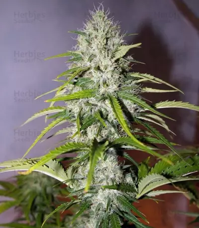 Grapefruit Auto (Fast Buds) Cannabis-Samen
