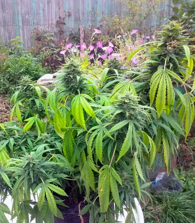 Orange Hill Special (Dutch Passion) Cannabis-Samen