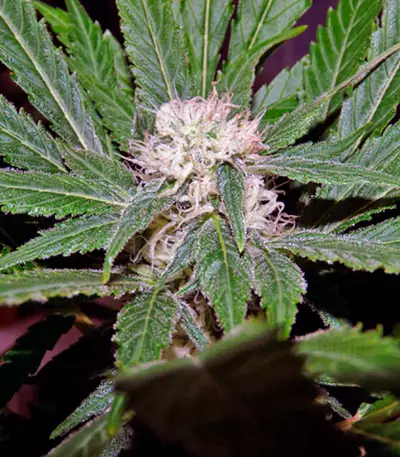 S.A.D. Sweet Afgani Delicious S1 (Sweet Seeds) Cannabis-Samen