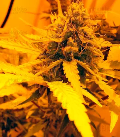 Cream Mandarine XL Auto (Sweet Seeds)