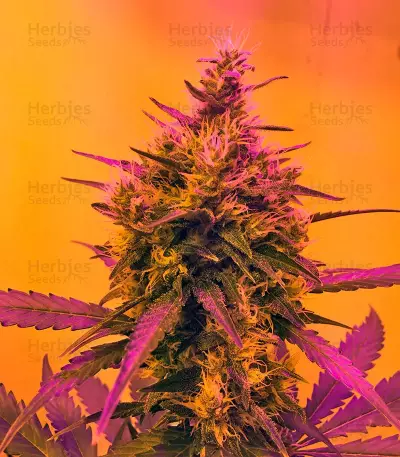 Green Poison Auto (Sweet Seeds) Cannabis-Samen