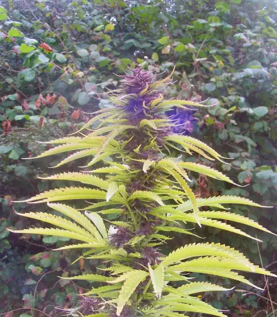 Purple #1 strain