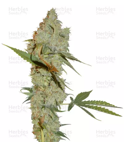 Chocolope regular (DNA Genetics) Cannabis-Samen