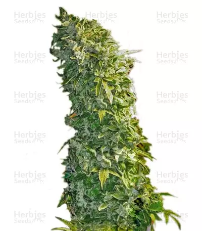 MAXI GOM Auto (Grass-O-Matic) Cannabis-Samen