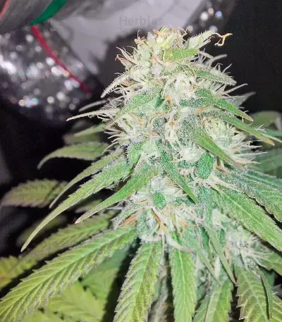 Bubba Kush (GHS) Cannabis-Samen