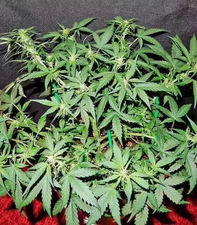 GG#4 Original Glue Auto feminisierte Samen (Fast Buds)