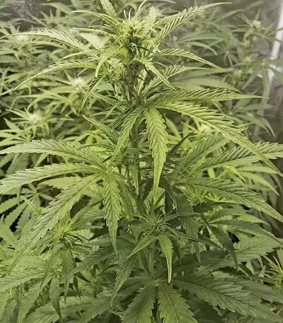 Girl Scout Cookies Auto (Fast Buds) Cannabis-Samen