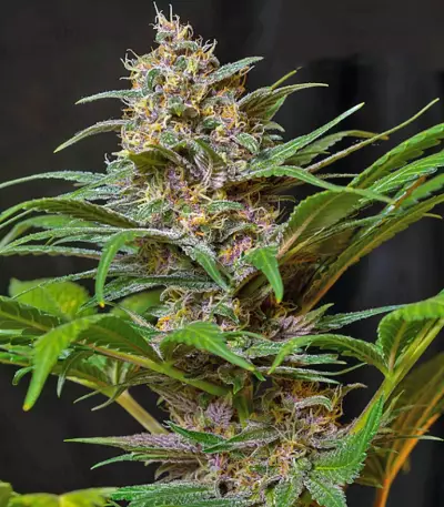 Sweet Special F1 Fast version (Sweet Seeds) Cannabis-Samen