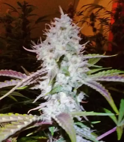 Auto AK (Female Seeds) Cannabis-Samen