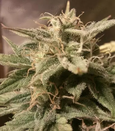 Auto Bubble (Female Seeds) Cannabis-Samen