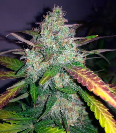 Auto Frisian Dew (Dutch Passion) Cannabis-Samen