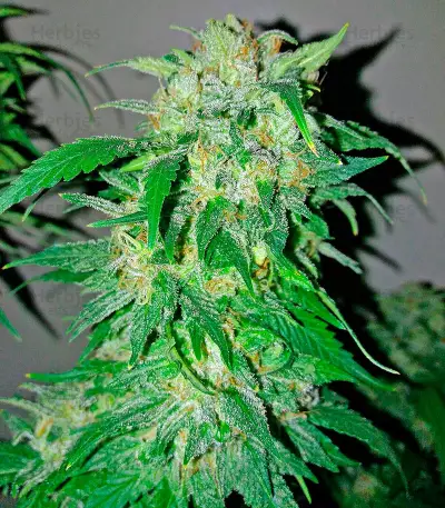 Bubba Kush Autoflowering (Dinafem Seeds) Cannabis-Samen