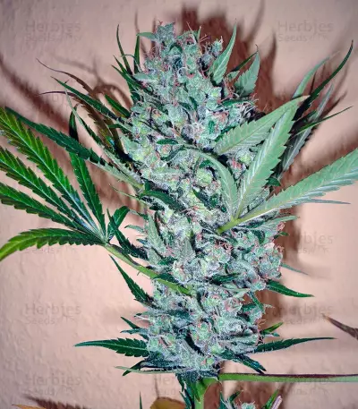 CBD Skunk Haze (Dutch Passion) Cannabis-Samen