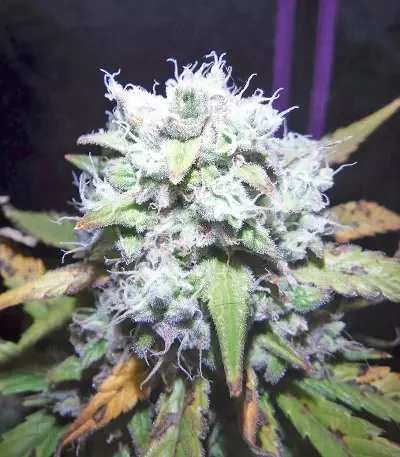 Green Crack Auto (Fast Buds) Cannabis-Samen