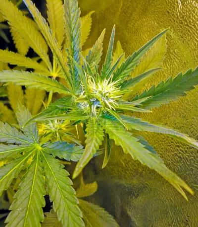 Industrial Plant (Dinafem Seeds) Cannabis-Samen