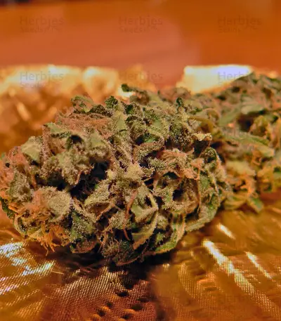 Master Kush (Dutch Passion) Cannabis-Samen