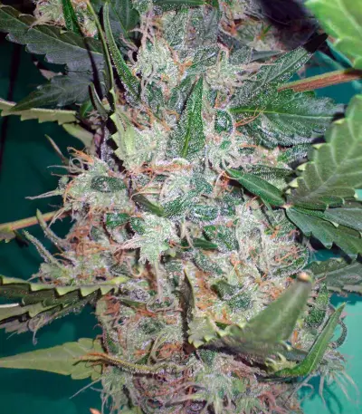 New York City (Pyramid Seeds) Cannabis-Samen