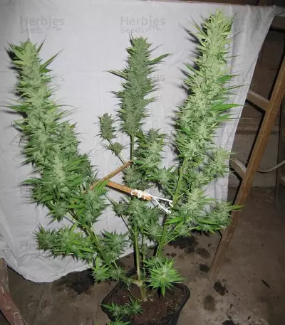 Sweet Mango Auto (GHS) Cannabis-Samen
