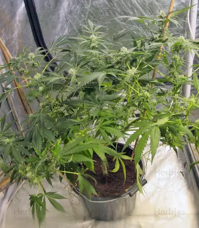 Cream 47 (Sweet Seeds) Cannabis-Samen