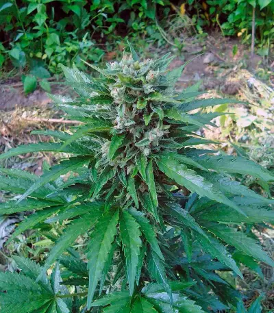 Cream Mandarine Auto (Sweet Seeds)