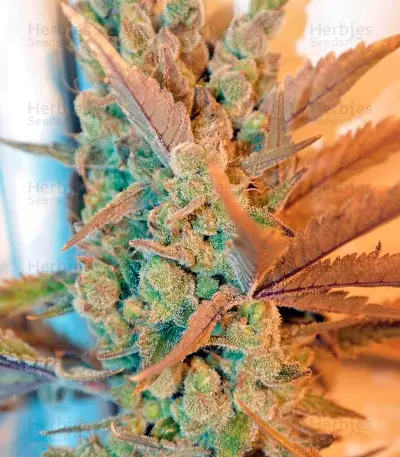 Deep Cheese (Dinafem Seeds) Cannabis-Samen