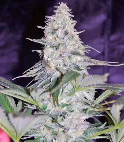 El Niño (GHS) Cannabis-Samen
