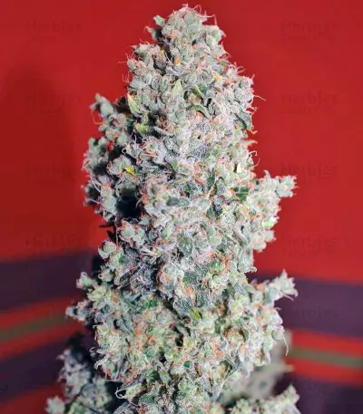 Speed Devil #2 Auto (Sweet Seeds) Cannabis-Samen