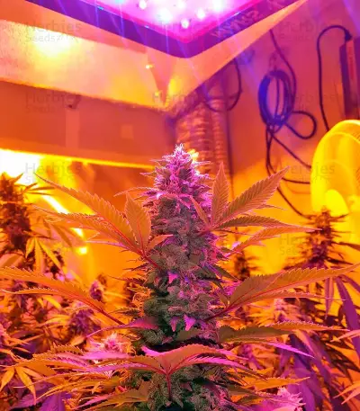 Strawberry Cake (Heavyweight Seeds)