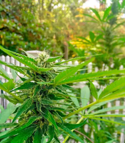 AK-48 Regular (Nirvana Seeds) Cannabis-Samen