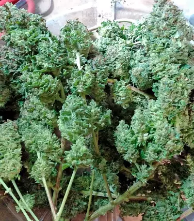 Blue Widow strain