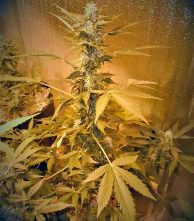 CBD Auto White Widow (Dutch Passion) Cannabis-Samen