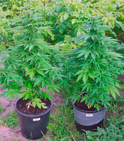 CBD Auto White Widow (Dutch Passion) Cannabis-Samen