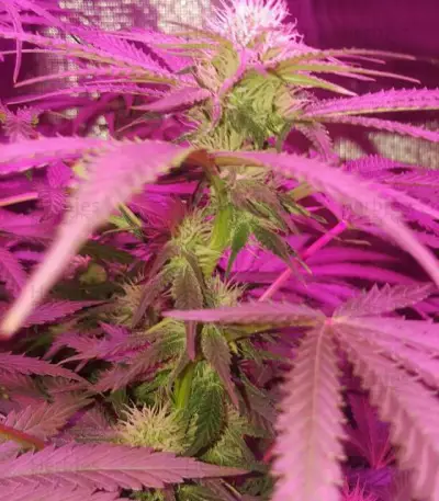 Crystal Queen (Vision Seeds) Cannabis-Samen