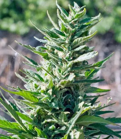 Durban Poison strain