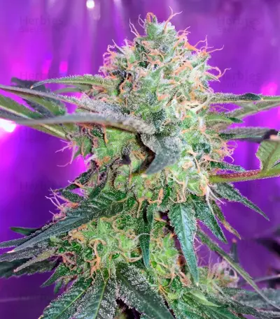 Fresh Candy (Pyramid Seeds) Cannabis-Samen