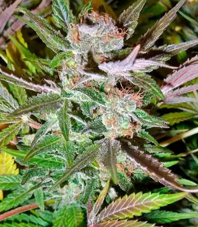 Ice (Nirvana Seeds) Cannabis-Samen