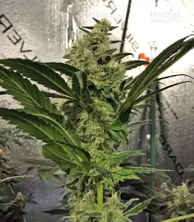 Russian Doll (Kannabia Seeds) Cannabis-Samen