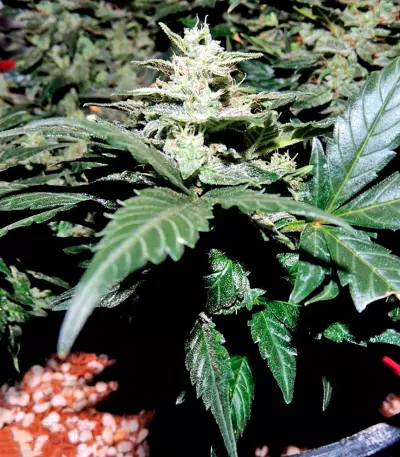 Pakistan Ryder Auto (World of Seeds) Cannabis-Samen