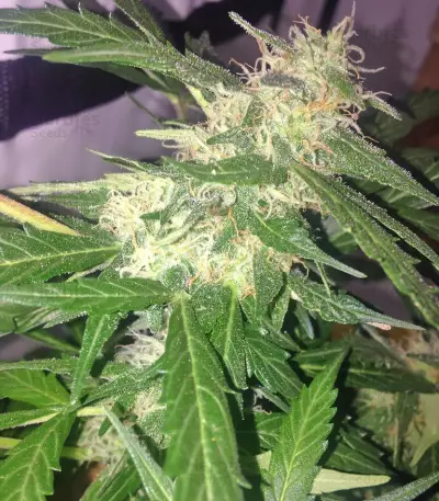 Red Leicester Tease strain