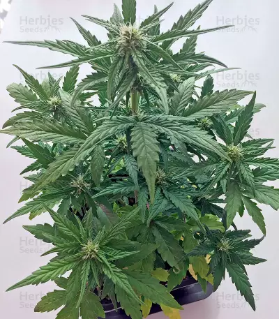 Roadrunner Autoflowering (Dinafem Seeds) Cannabis-Samen